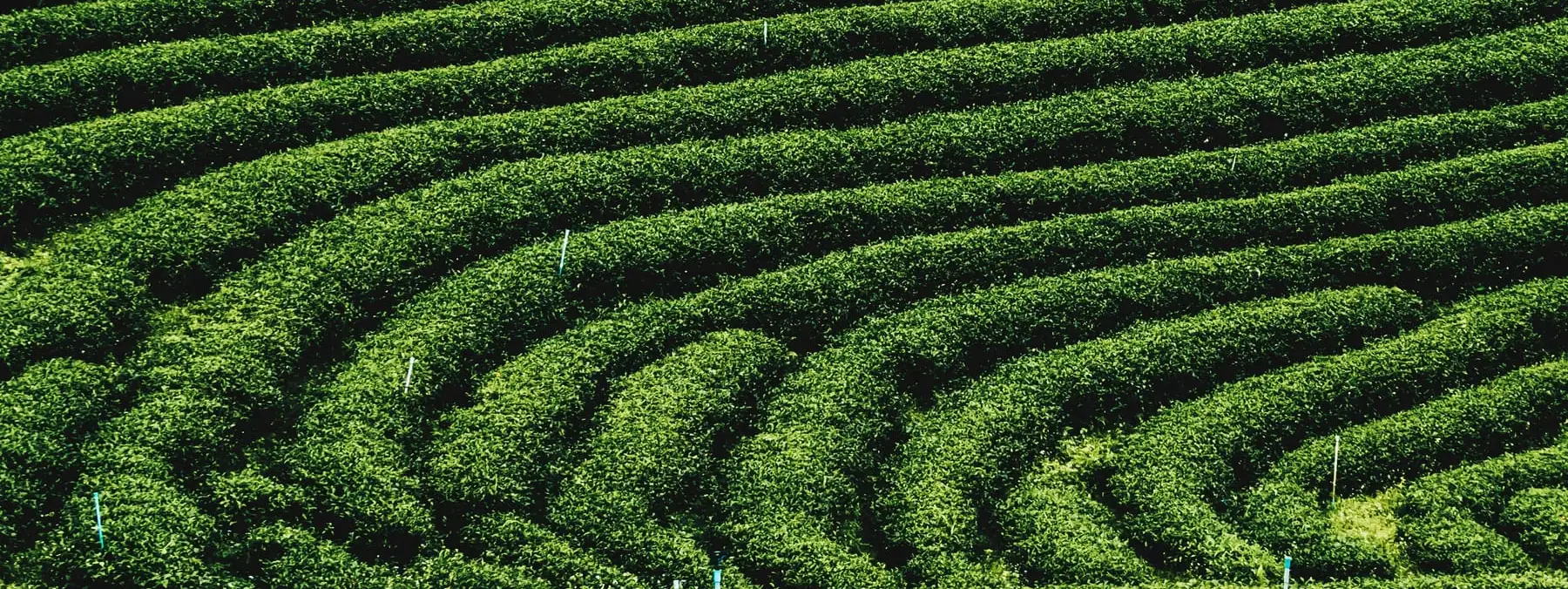 Plantaciones de café de origen