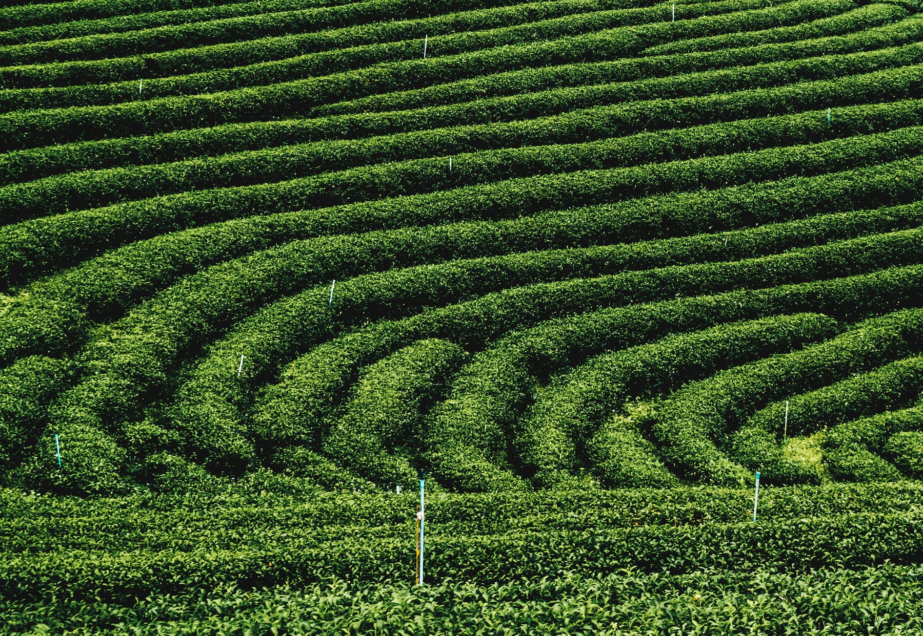 Plantaciones de café de origen